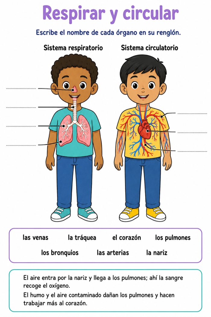 Estructura y funcionamiento del cuerpo humano: sistemas circulatorio, respiratorio e inmunológico, y su relación con la salud ambiental, así como…