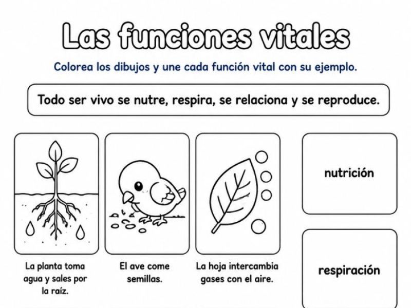 Funciones vitales que caracterizan a plantas y animales como seres vivos, y su relación con el entorno natural, así como sus cambios a través del…
